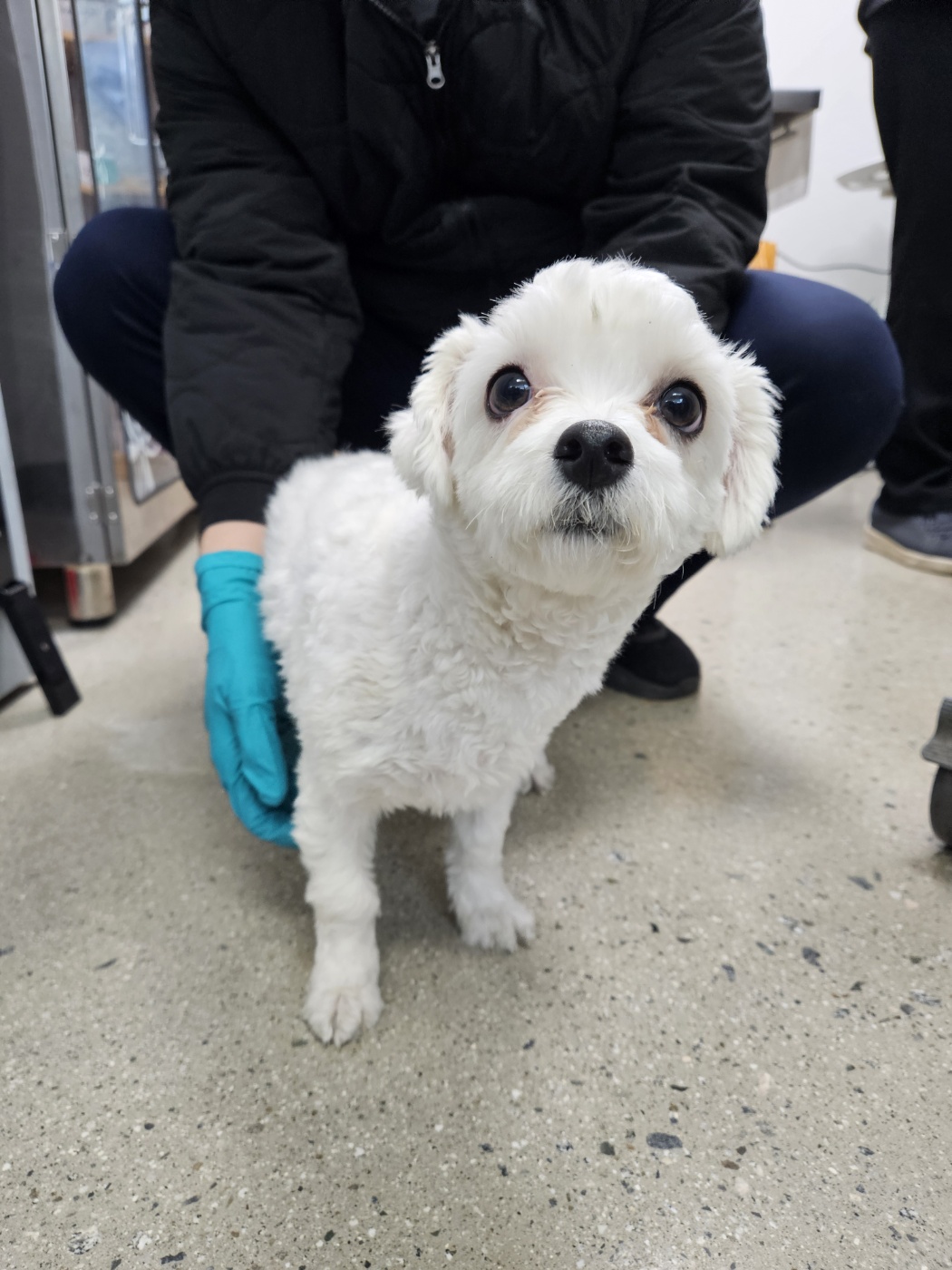 청주 사창동에서 발견된 말티즈 이미지2