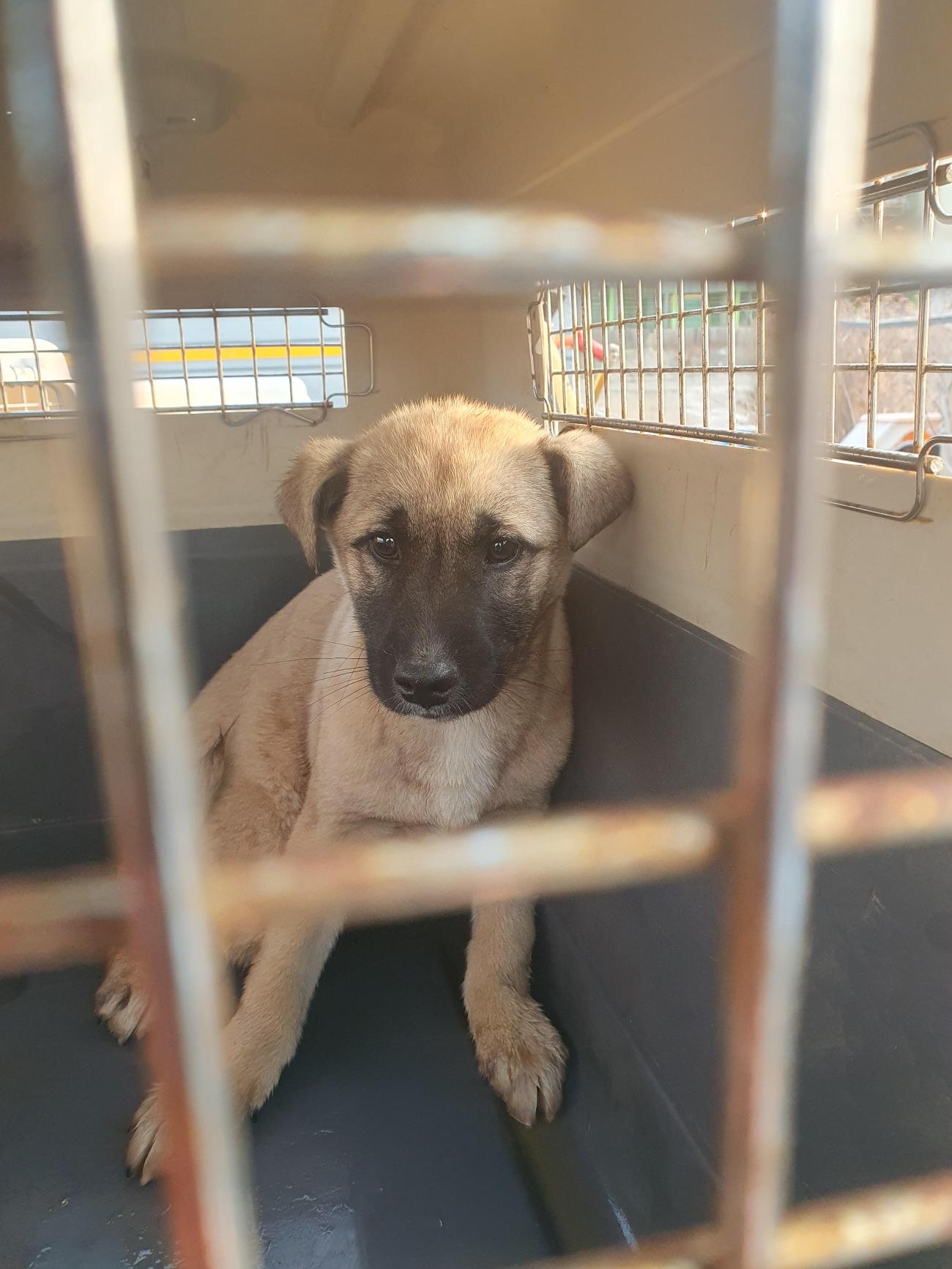 실종 믹스견 사진2