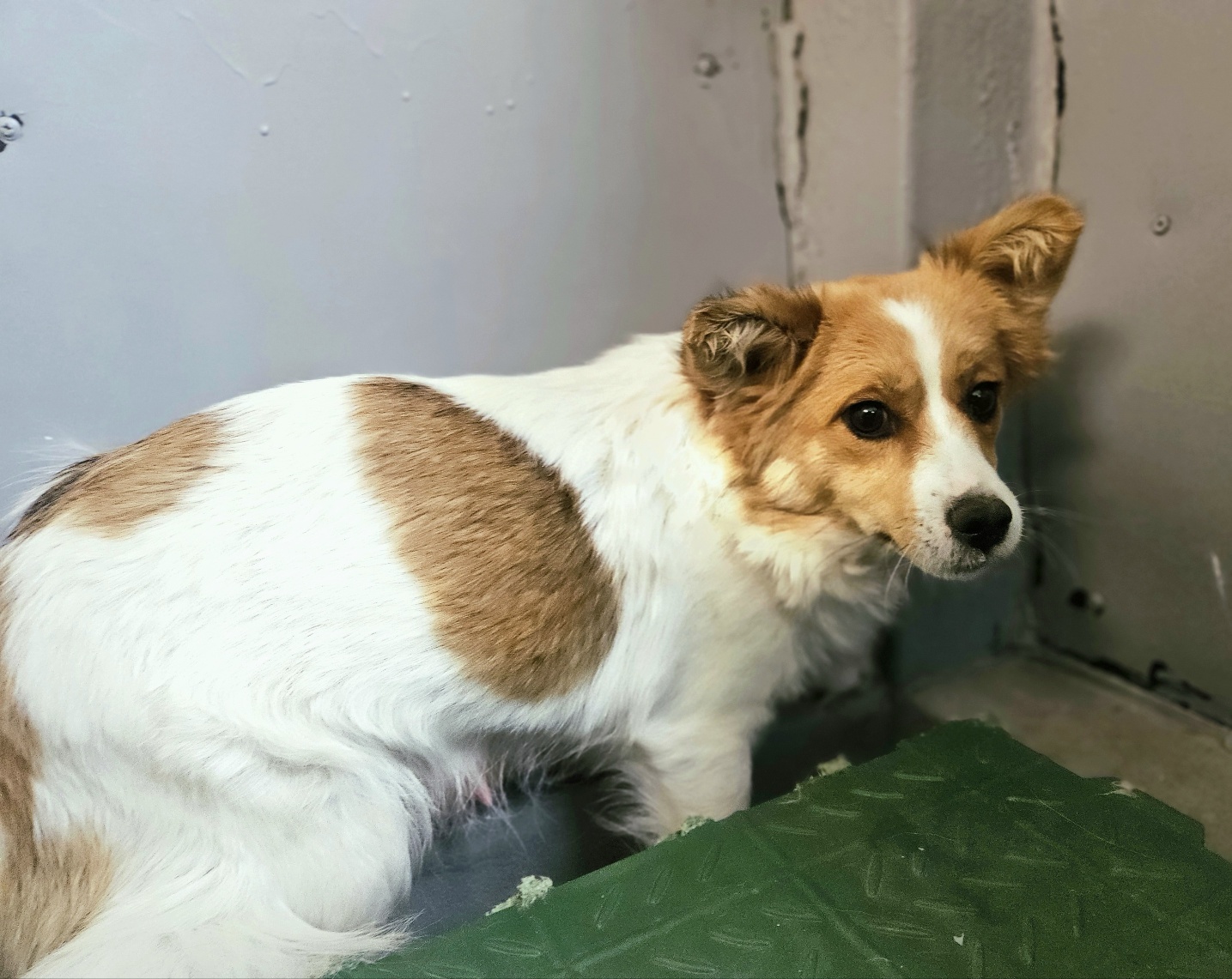 세상에서 가장 슬픈 눈, 갓 태어난 아가들을 지키던 포항 어미견의 간절한 외침 3 포항에서 구조된 어미견, 겁에 질린 눈빛으로 구석에 앉아있다