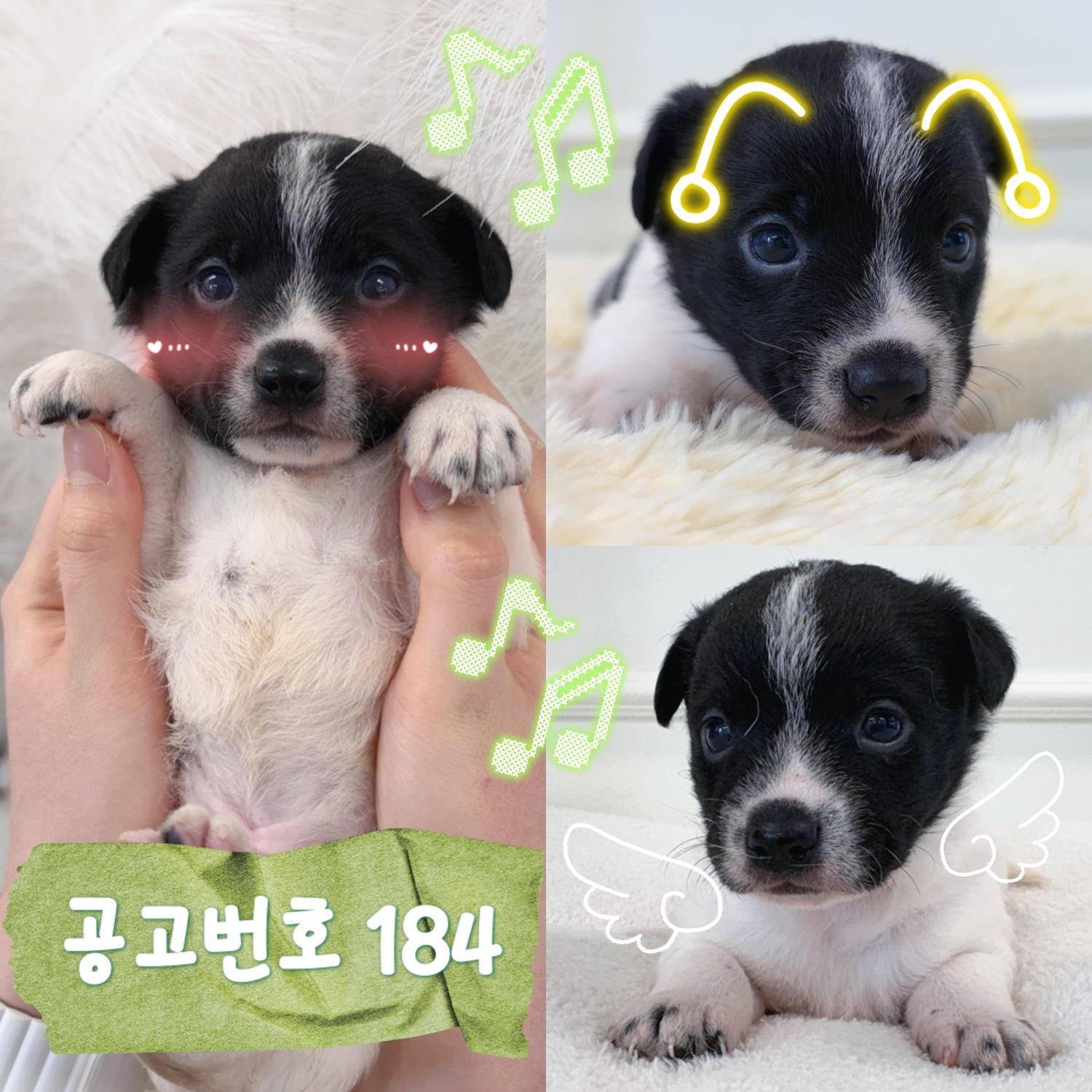 천북면 인근에서 긴급 구조된 흑백 믹스견, 이마의 흰 가르마가 인상적인 아이의 새 가족을 찾습니다 2 447505202600180 1