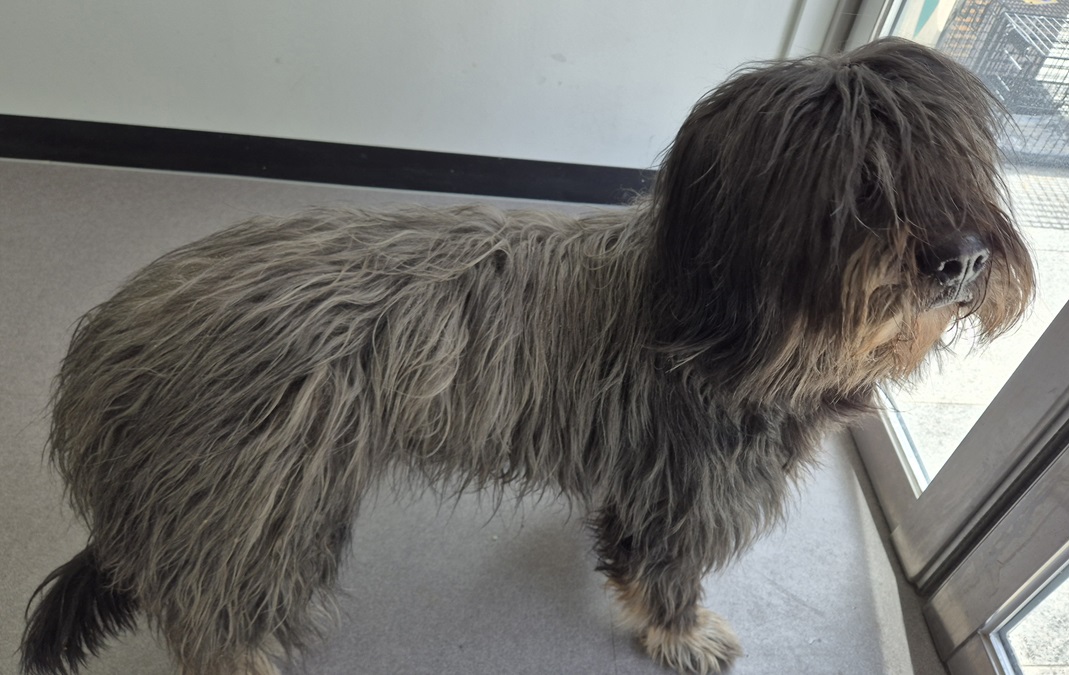 김천 아포읍에서 발견된 회색 삽살개 경북-김천-2026-00120