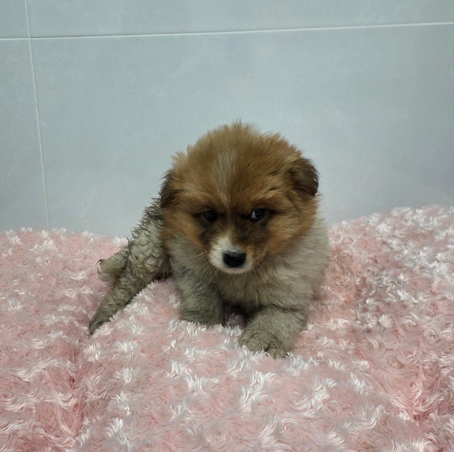 구미 공단동에서 발견된 믹스견 '경북-구미-2026-00133'