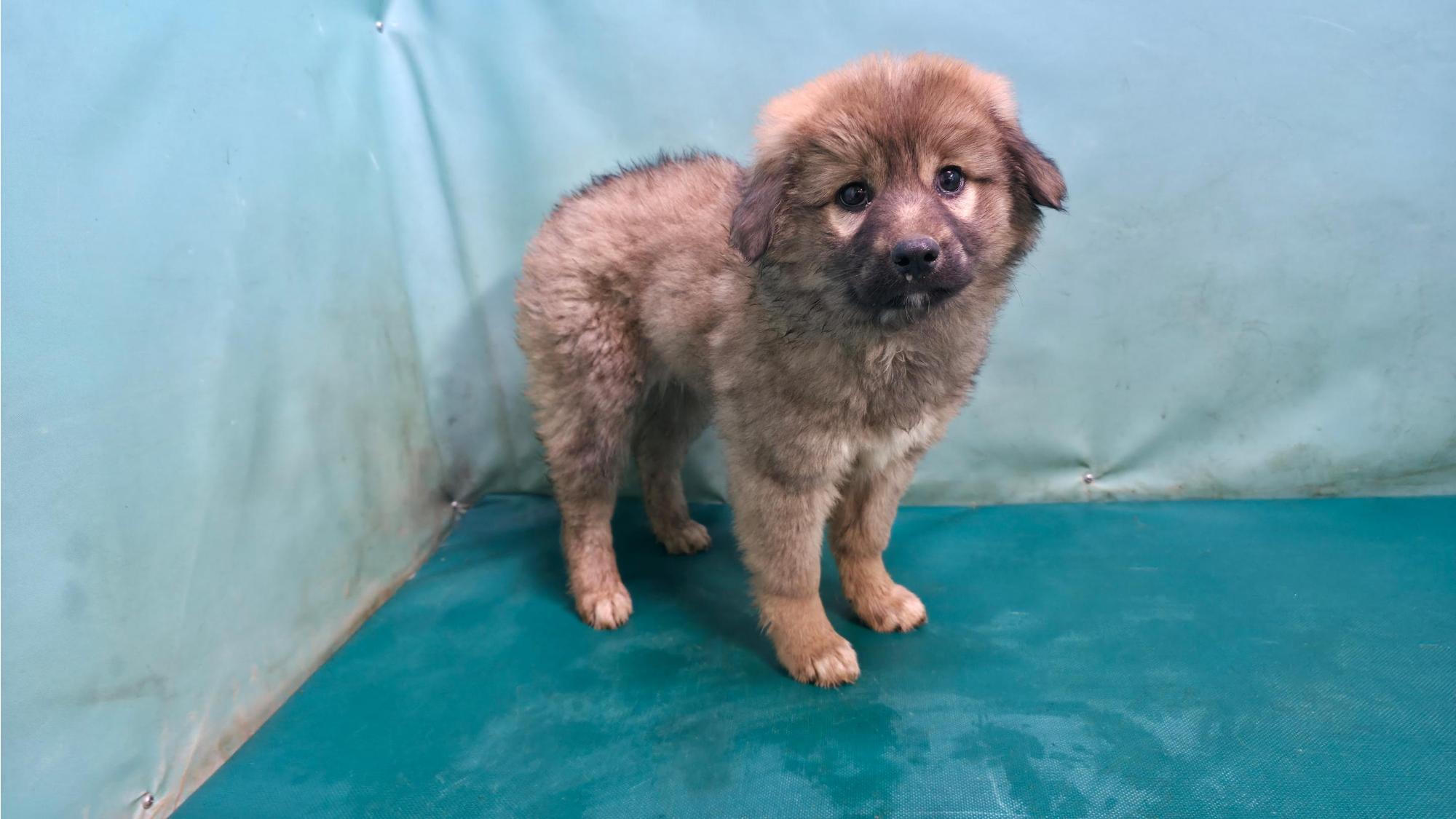 부스스한 갈색 털과 짙은 눈가의 어린 믹스견, 애처로운 눈빛으로 세상을 보는 모습