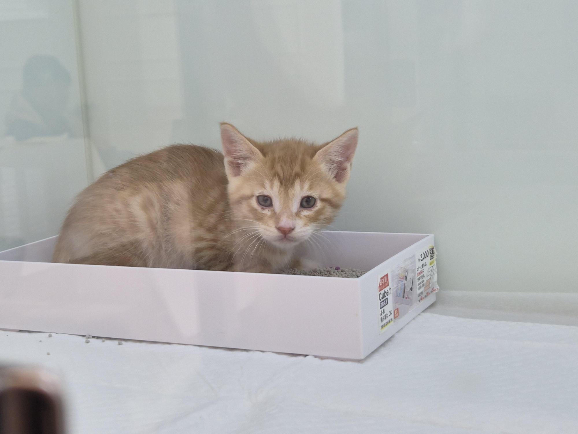 영덕읍야성길에서 발견된 연갈색 아기고양이의 모습