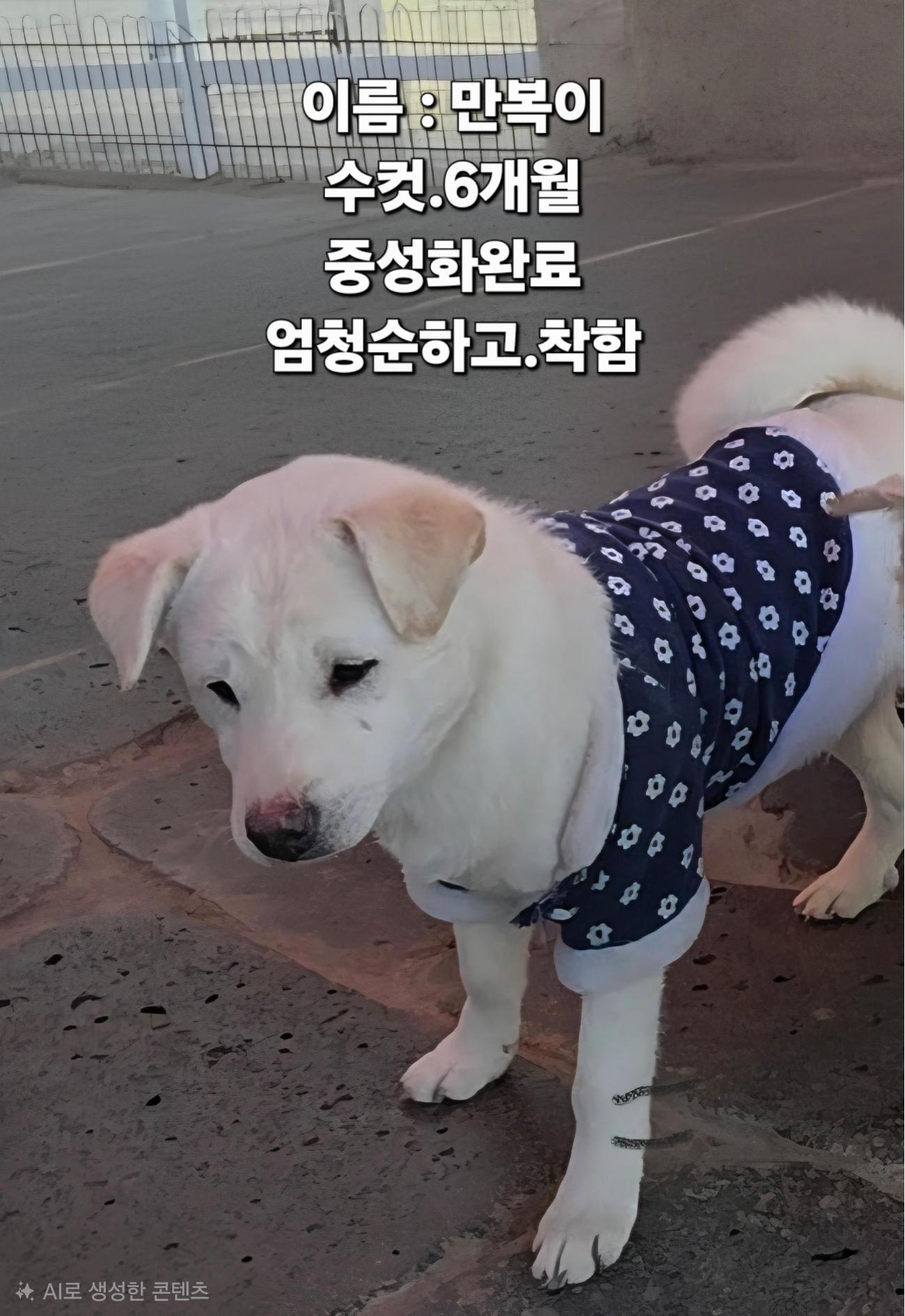 성주 수륜면에서 발견된 백색 유기견