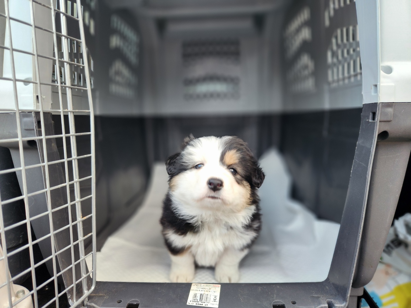 신비로운 오드아이, 칠곡 북삼읍 도로 위에서 발견된 2개월 믹스견의 기록 2 447522202600087 1