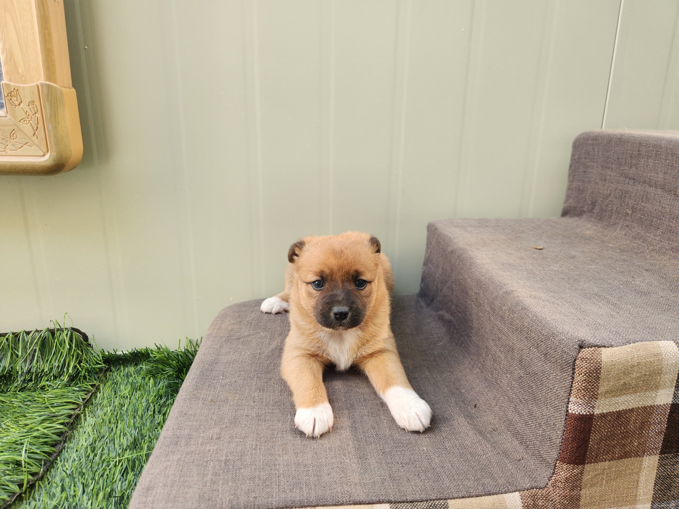 경북 칠곡 유기견 경북-칠곡-2026-00034