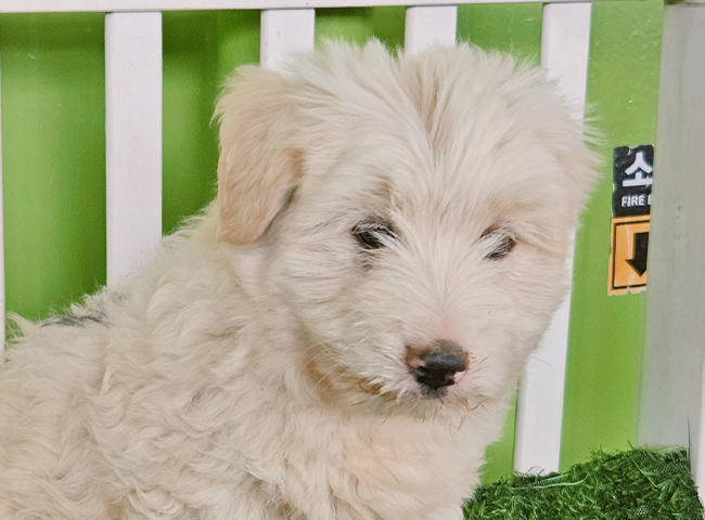 진주시 대곡면 단목리에서 발견된 어린 믹스견