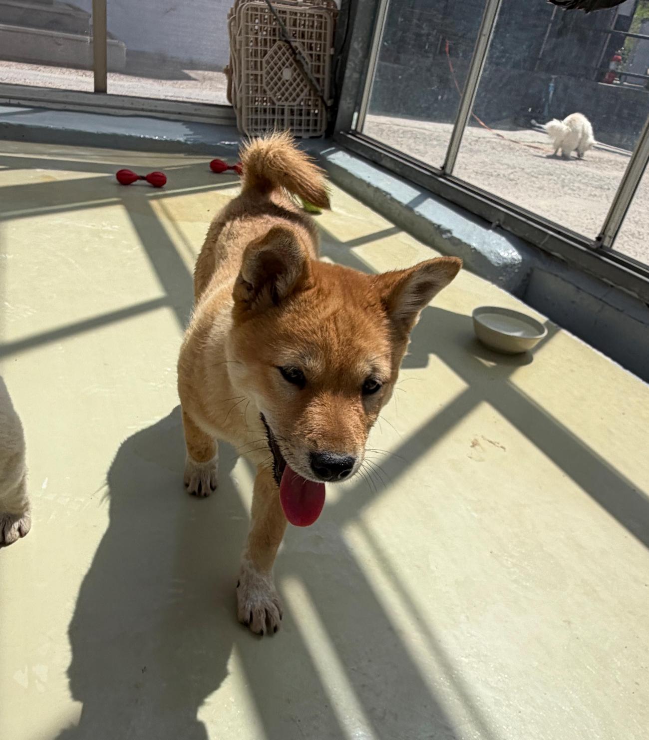 사천 용강에서 발견된 갈색 진도견의 모습