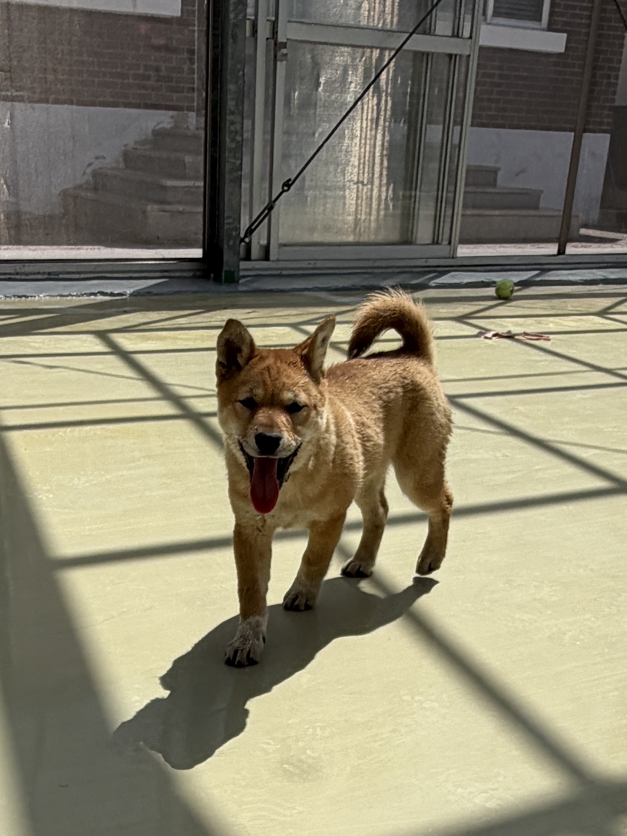 보호소에 입소한 갈색 진도견의 모습