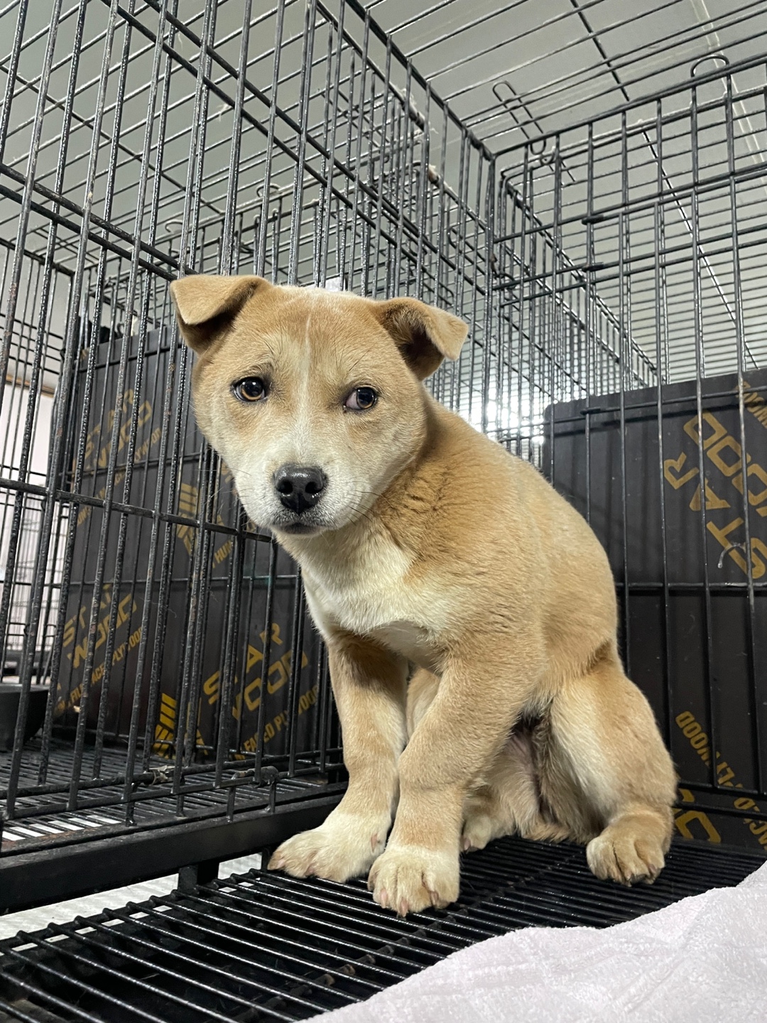 단장면 길 위에서 만난 작은 천사, 금색&흰색 믹스견의 눈물 4 경남 밀양 단장면에서 발견된 금색&흰색 믹스견 사진