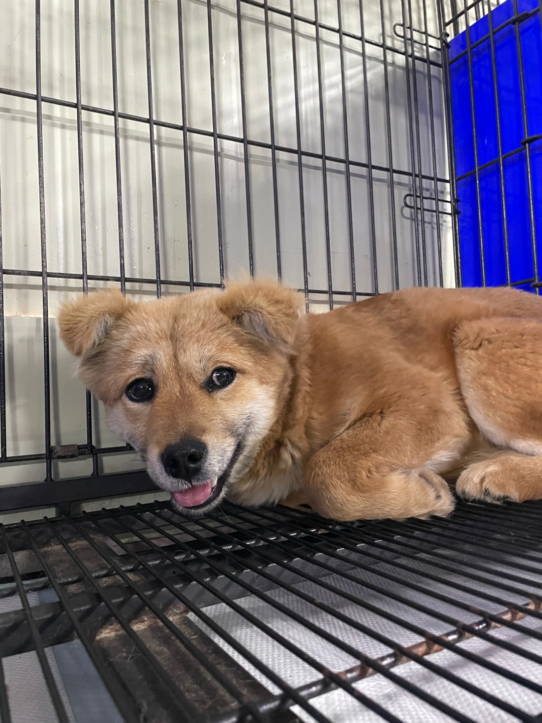 수제비 귀가 매력적인 밀양 믹스견, 새로운 가족을 찾습니다 5 밀양 단장면 믹스견 - 수제비 귀 특징