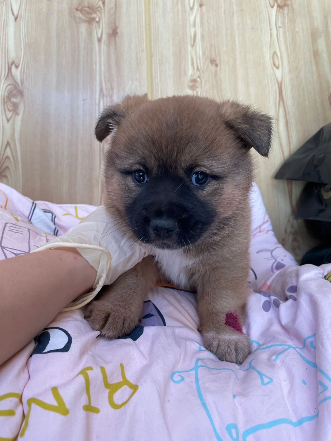 믹스견 (갈색&검정) 공고번호 경남-밀양-2026-00173 보호소 출생 강아지