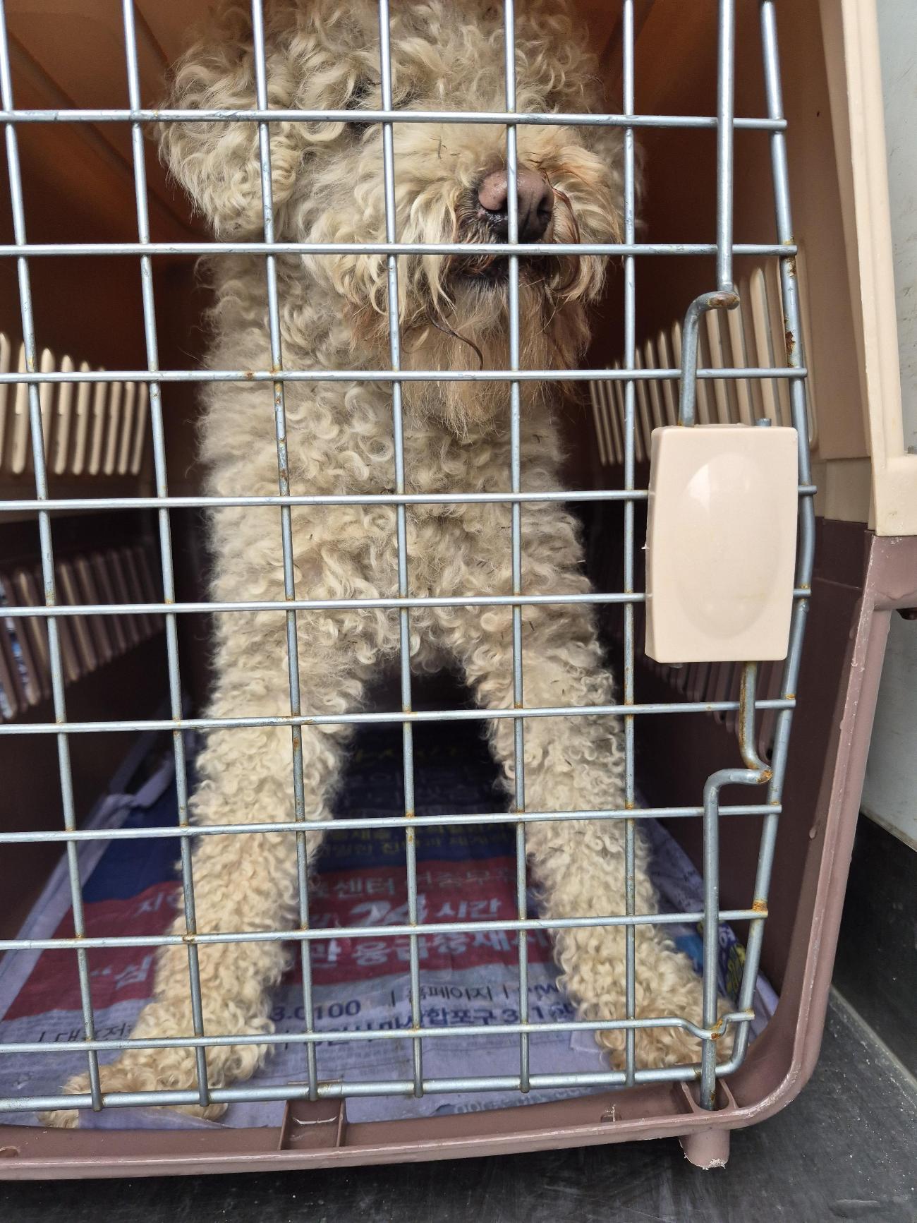 거제면 농업기술센터에서 발견된 살구색 푸들 '경남-거제-2026-00146'