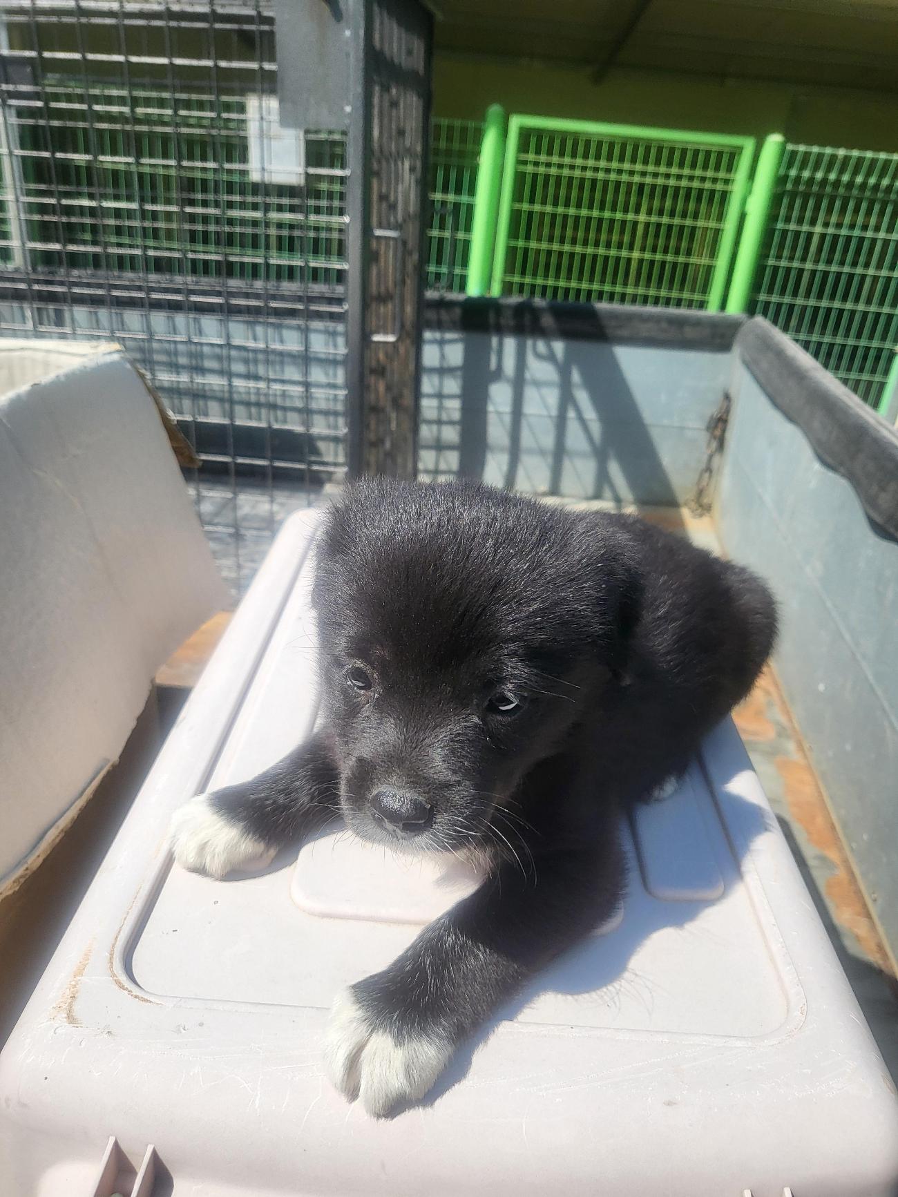 특별한 흰 발을 가진 믹스견, 의령의 작은 천사 사진1