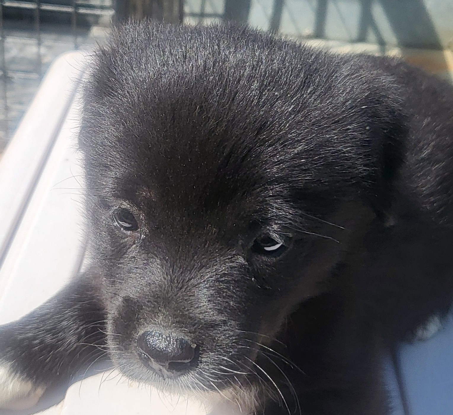 특별한 흰 발을 가진 믹스견, 의령의 작은 천사 사진2