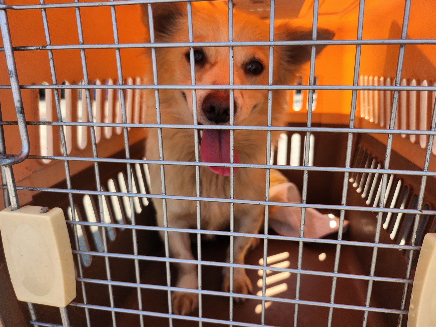 함안군 동물보호센터에서 보호 중인 믹스견의 모습