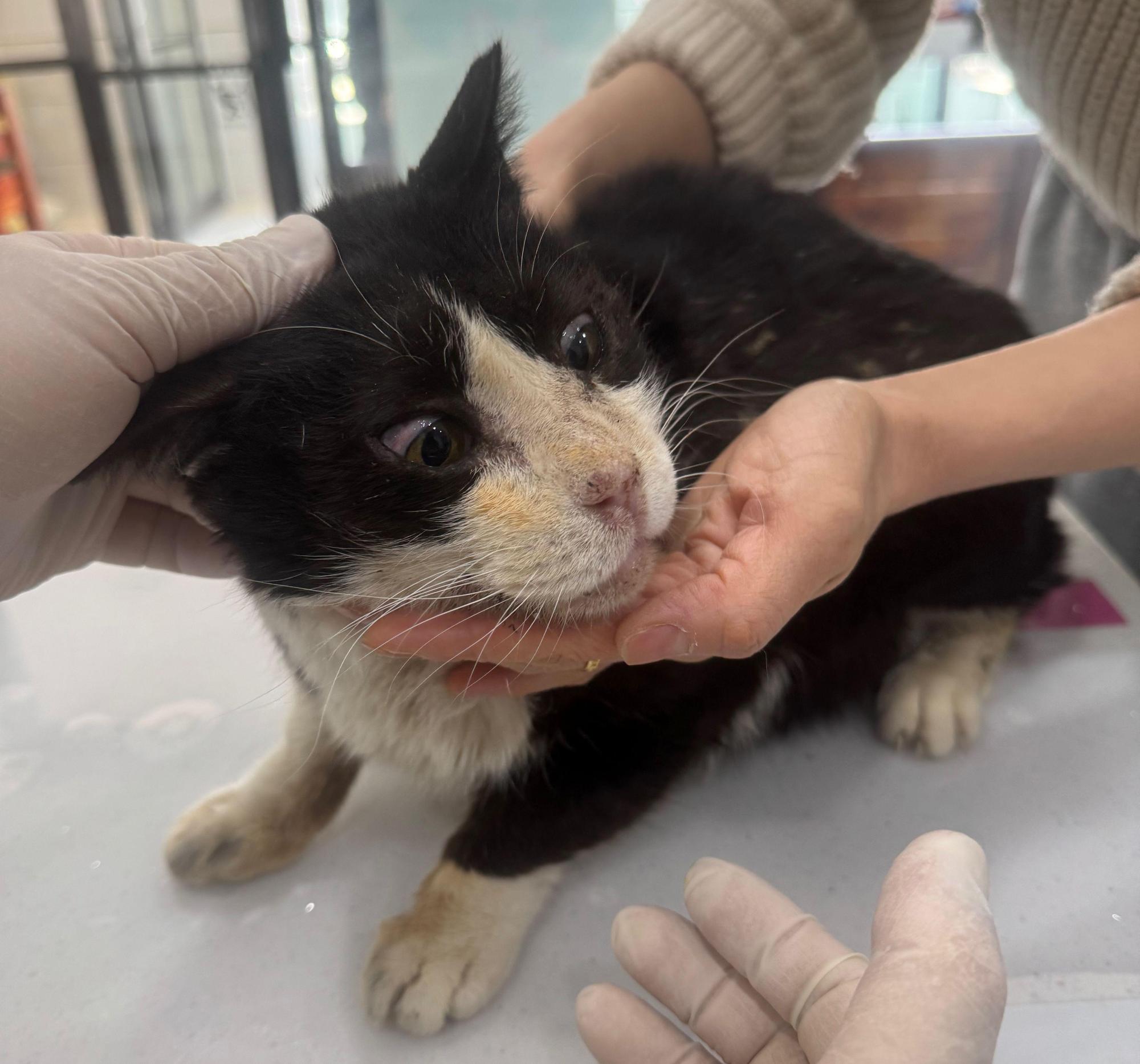 의료용 장갑과 진료대 위에서 겁에 질린 눈빛을 한 고양이