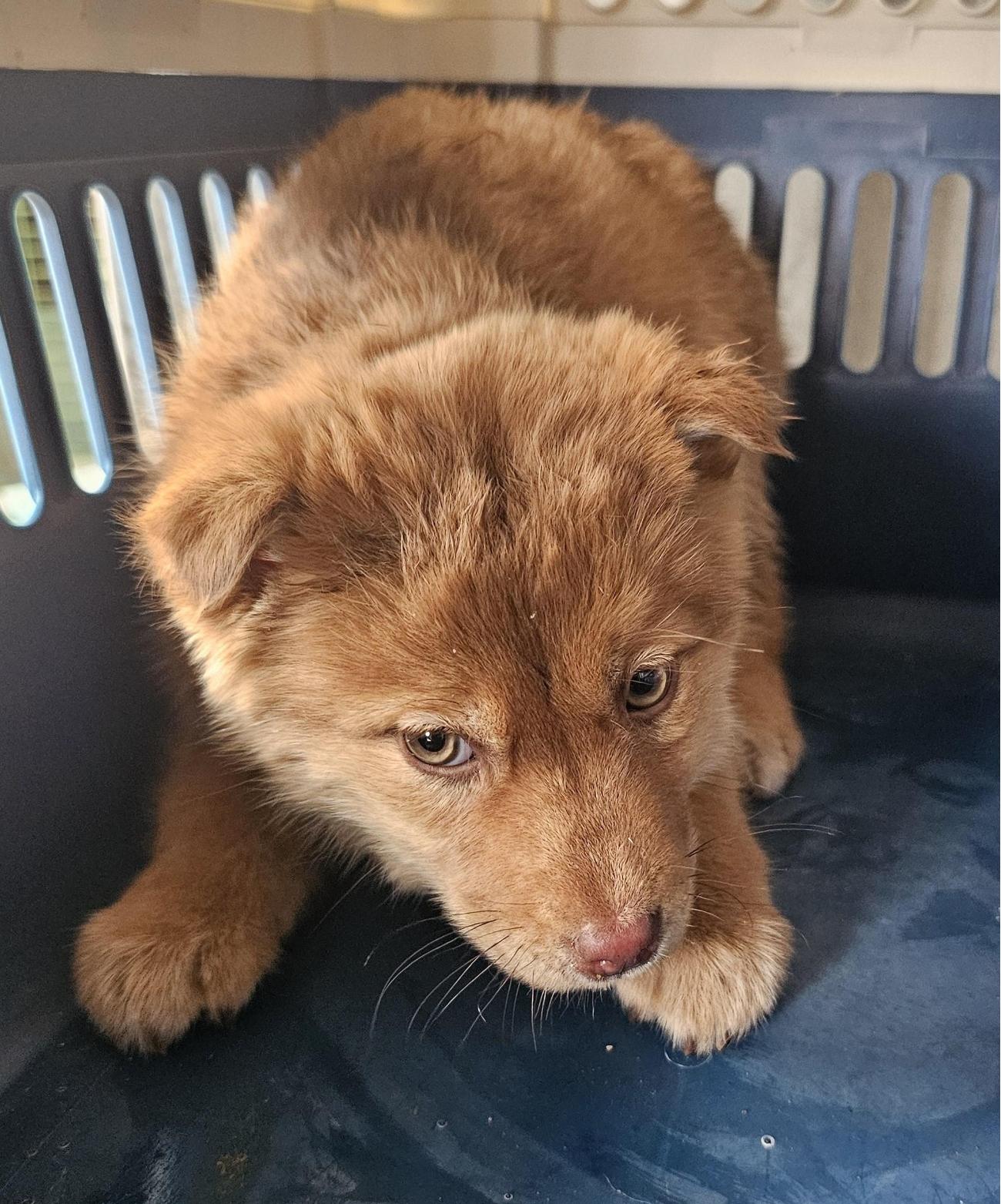 젖은 털과 불안한 눈빛, 창녕 장마면에서 발견된 작은 갈색 천사 4 창녕 유기동물보호소에서 보호받는 갈색 믹스견