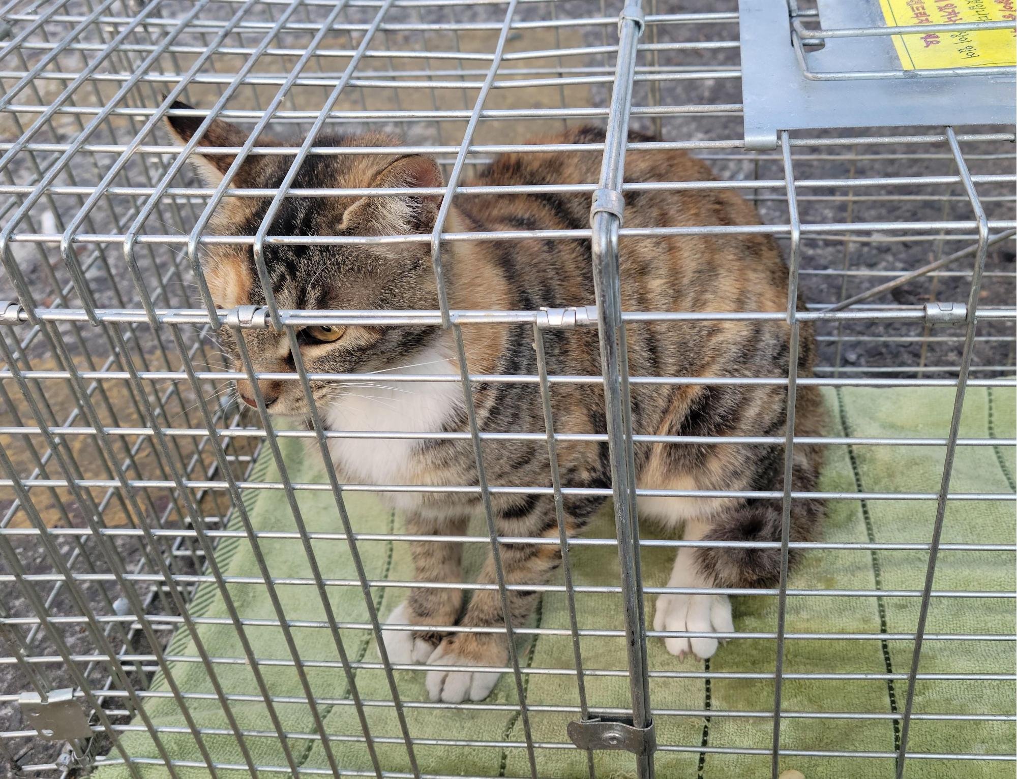 오늘 오후, 창녕 길곡면 일대에서 포착된 작은 그림자: 공고번호 경남-창녕-2026-00108 2 448541202600262 1