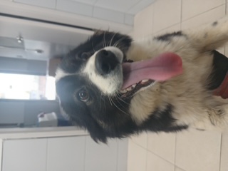 남해 삼동면에서 발견된 유기견 이미지1