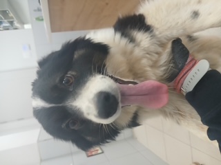 남해 삼동면 유기견 이미지2