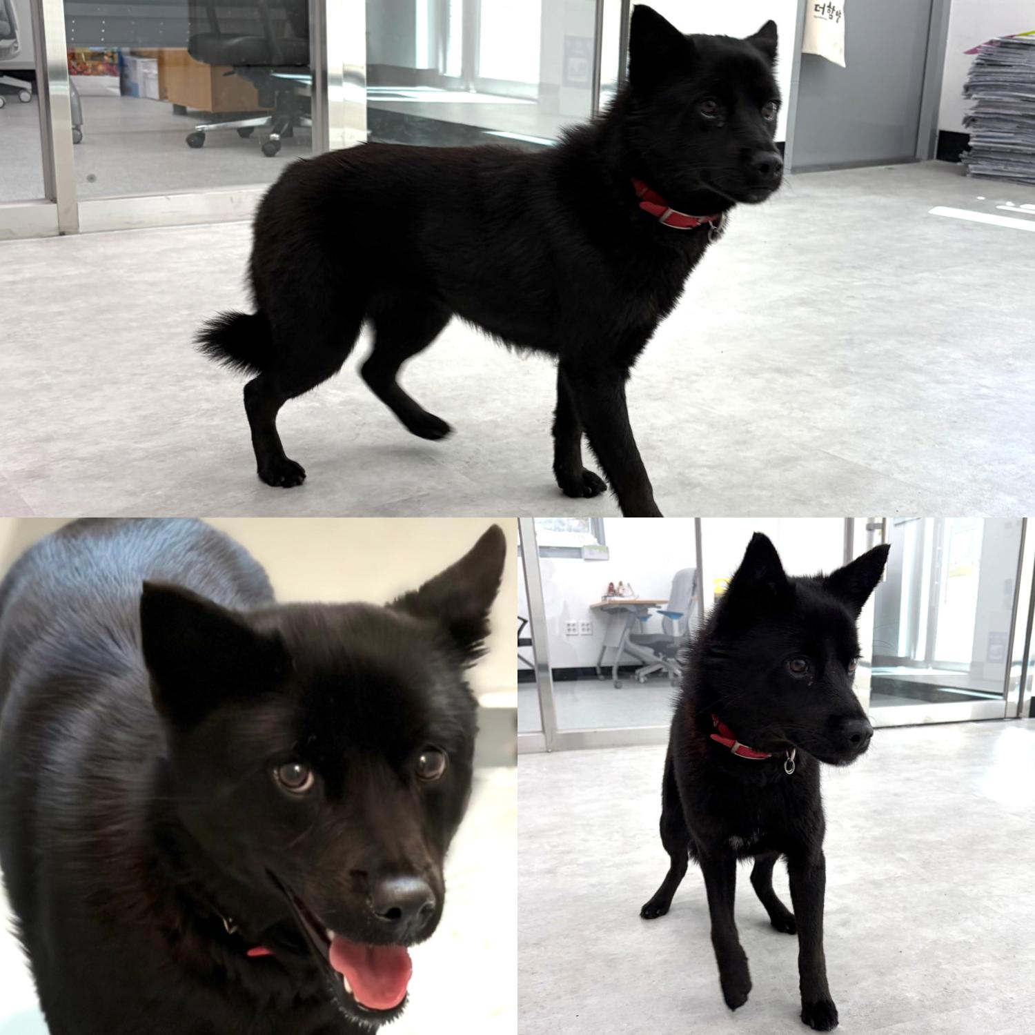 함양읍에서 발견된 검은색 믹스견 '경남-함양-2026-00037'