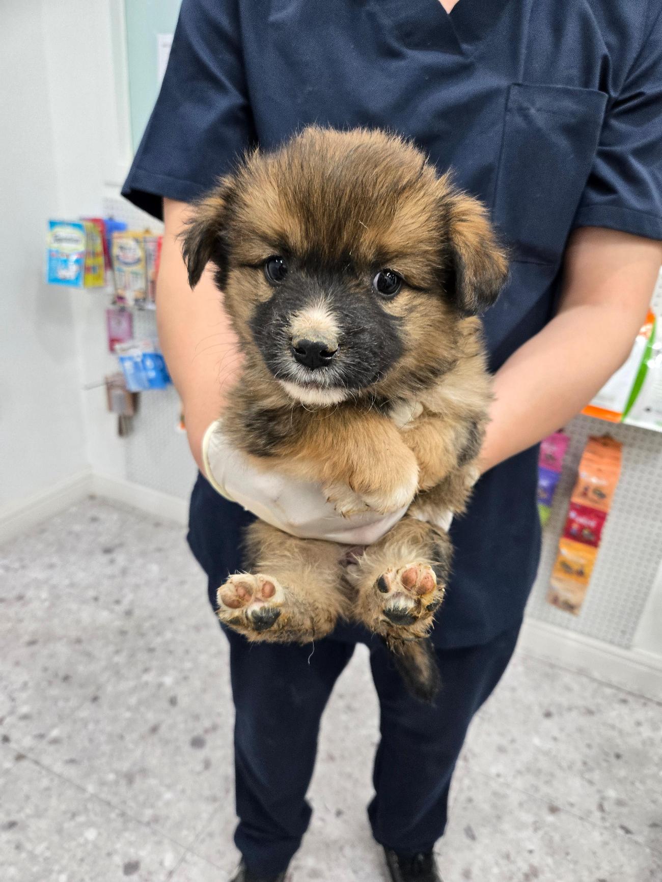 태민동물보호센터에서 보호받고 있는 믹스견