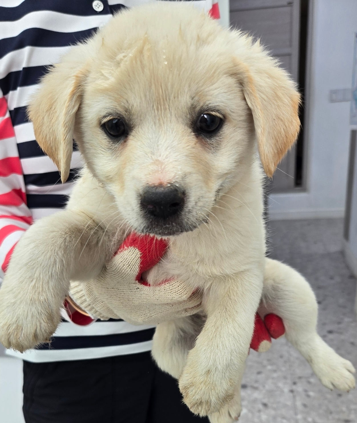 줄무늬 상의와 두꺼운 면장갑에 안겨 있는 모습, 발바닥에 오염 흔적이 있는 믹스견