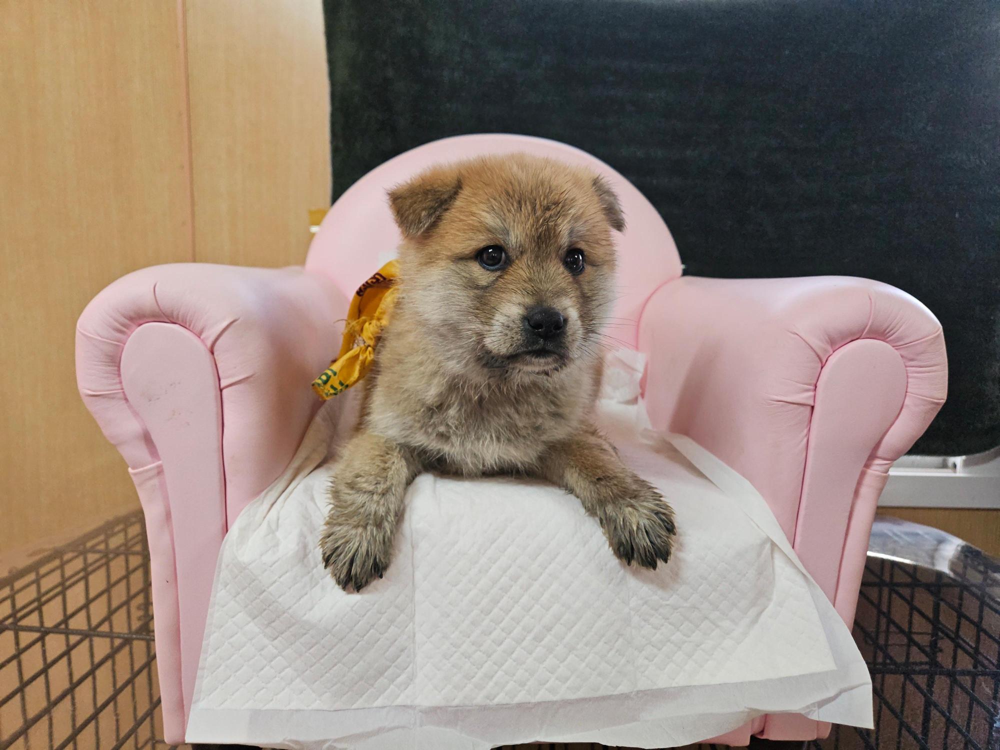 곰돌이를 닮은 두 달 아기 강아지, 노란 스카프에 담긴 슬픈 이야기 2 448567202600181 1